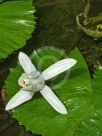 Nymphaea Tropical