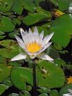 Nymphaea Tropical