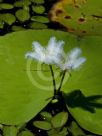 Nymphoides indica