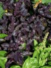 Ocimum basilicum Dark Opal