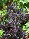 Ocimum basilicum Dark Opal