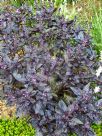 Ocimum basilicum Dark Opal