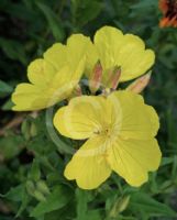 Oenothera fruticosa Yellow River