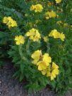 Oenothera fruticosa Yellow River