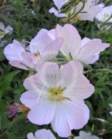 Oenothera speciosa