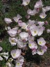 Oenothera speciosa