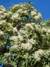 Olearia albida