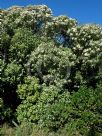 Olearia albida