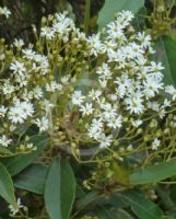 Olearia cheesemanii