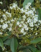 Olearia cheesemanii