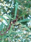 Olearia erubescens