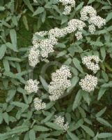 Olearia ilicifolia