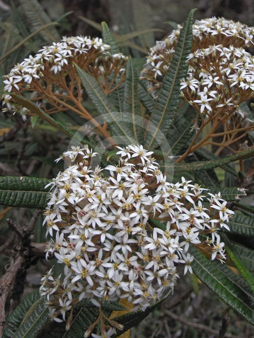 ãOlearia lacunosaãçåçæå°çµæ