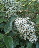 Olearia macrodonta