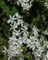 Olearia microphylla