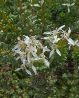 Olearia nummulariifolia