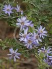 Olearia phlogopappa