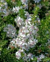 Olearia ramulosa