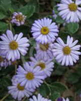 Olearia tomentosa