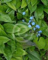 Omphalodes cappadocica Cherry Ingram