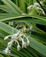 Ophiopogon jaburan Vittatus