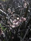 Ophiopogon planiscapus Nigrescens