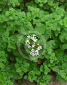 Origanum vulgare Thumbles Variety