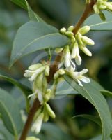 Osmanthus burkwoodii