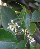 Osmanthus fragrans