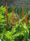 Osmunda regalis