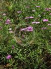 Osteospermum jucundum