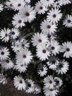 Osteospermum ecklonis