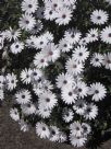 Osteospermum ecklonis