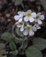 Ourisia macrophylla