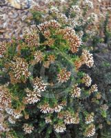 Ozothamnus ledifolius