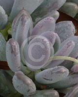 Pachyphytum oviferum