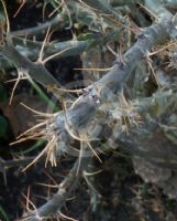 Pachypodium bispinosum