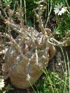 Pachypodium bispinosum