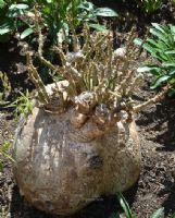 Pachypodium succulentum