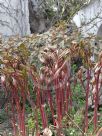 Paeonia suffruticosa