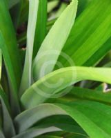 Pandanus amaryllifolius