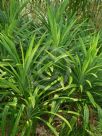 Pandanus amaryllifolius