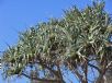 Pandanus tectorius australianus