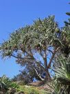 Pandanus tectorius australianus