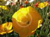 Papaver nudicaule