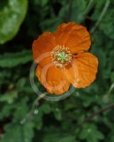 Papaver rupifragum