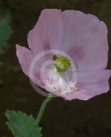 Papaver somniferum