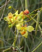 Parkinsonia aculeata