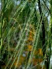 Parkinsonia aculeata