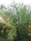 Parkinsonia aculeata